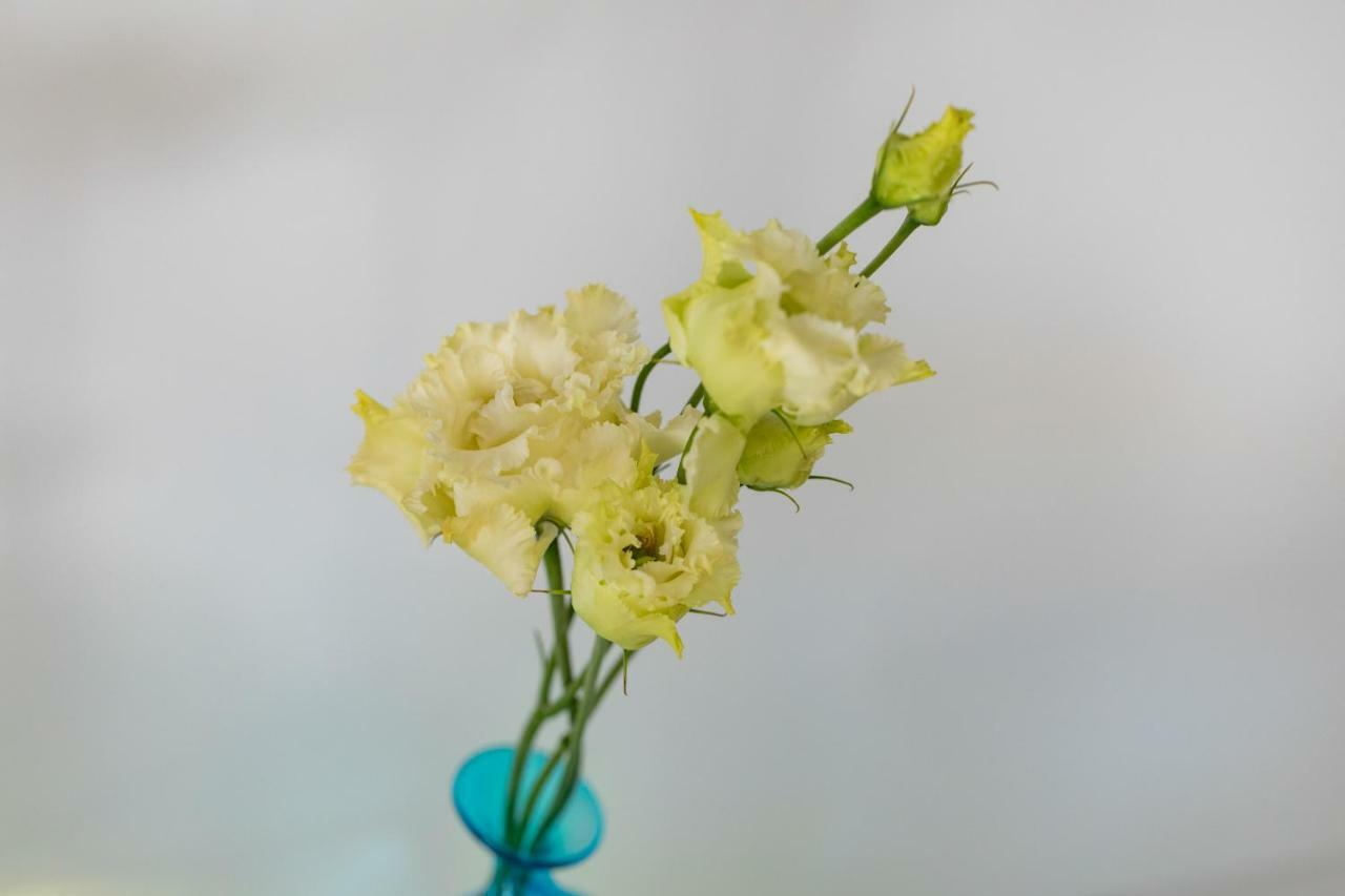 Tulipa Natural Home 梅佐拉戈 外观 照片